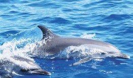 海豚网红吃瓜,揭秘娱乐圈幕后真相