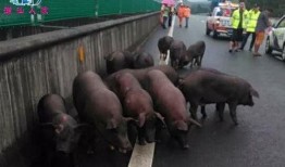 吃瓜揭阳网红小胖猪,吃瓜揭阳，揭秘网络红人的魅力与争议