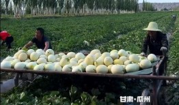 瓜州是不是免费吃瓜,免费瓜果盛宴，尽享甜蜜时光