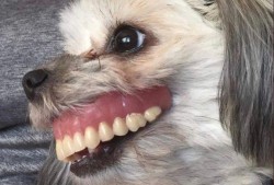娱乐吃瓜酱狗戴上假牙,狗戴假牙背后的秘密大揭秘