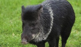 巴中野猪爆料事件视频曝光,揭秘事件背后惊人真相