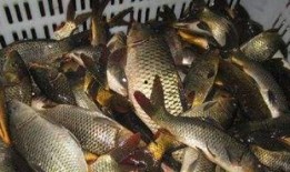 鲤鱼养殖爆料视频教程,揭秘视频教程精华