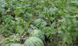 溧阳吃瓜最新事件爆料,最新爆料揭秘幕后真相