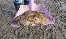 巨型老鼠爆料视频播放大全,惊悚瞬间全记录