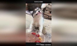 二狗网红吃瓜,揭秘娱乐圈幕后真相