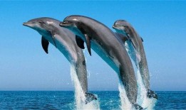 海豚网红吃瓜,揭秘娱乐圈幕后真相