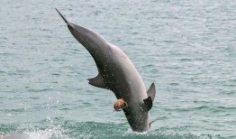 海豚网红吃瓜,揭秘娱乐圈幕后真相