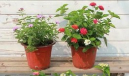 徐州饭店爆料视频大全最新,揭秘餐饮行业幕后真相