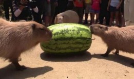 吃瓜揭阳网红小胖猪,吃瓜揭阳，揭秘网络红人的魅力与争议