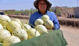 瓜州是不是免费吃瓜,免费瓜果盛宴，尽享甜蜜时光