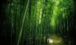 枫叶之路爆料视频最新版,揭秘神秘旅程背后的精彩故事