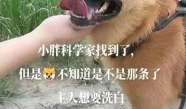 二狗网红吃瓜,揭秘娱乐圈幕后真相