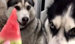 二狗网红吃瓜,揭秘娱乐圈幕后真相