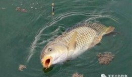 鲤鱼养殖爆料视频教程,揭秘视频教程精华