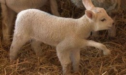 小羊爆料视频,幕后真相大曝光