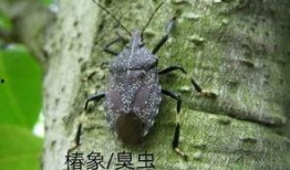 昆虫学家皮肤爆料视频,皮肤爆料视频背后的昆虫奥秘