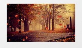 枫叶之路爆料视频最新版,揭秘神秘旅程背后的精彩故事