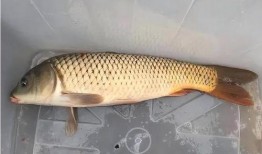 鲤鱼养殖爆料视频教程,揭秘视频教程精华