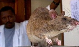 巨型老鼠爆料视频播放大全,惊悚瞬间全记录