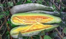 免费看网红吃瓜入口,免费入口带你一探究竟