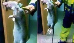 巨型老鼠爆料视频播放大全,惊悚瞬间全记录