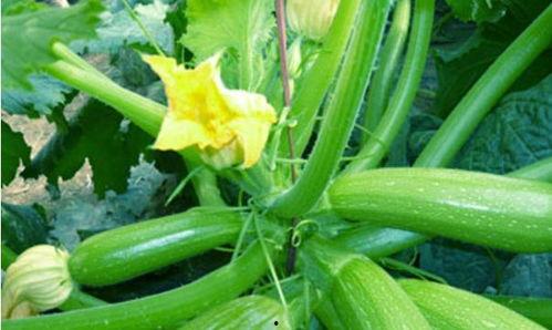 瓜家人在洛杉矶娱乐吃瓜号,瓜家人吃瓜大揭秘